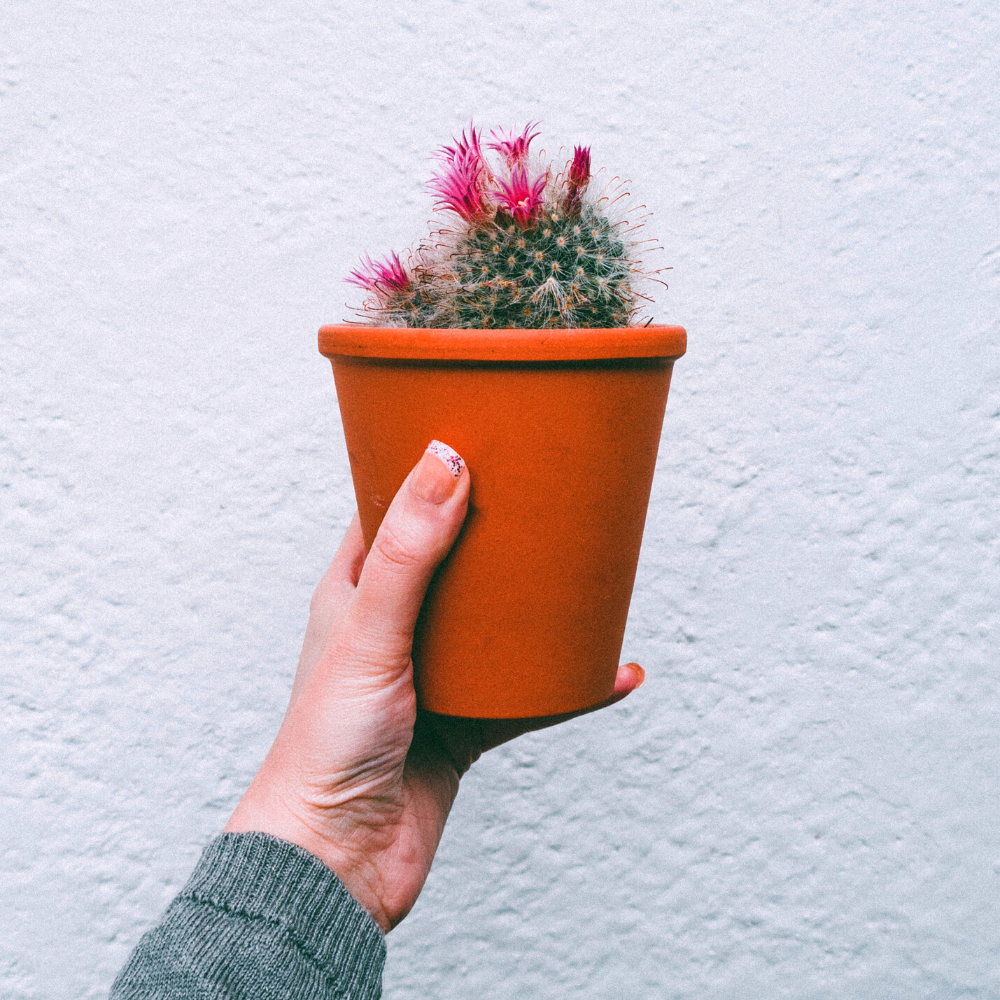 spanning Oude man escort Hoe maak ik mijn cactus blij? Gebruik deze tips van de expert! | Boerentrots
